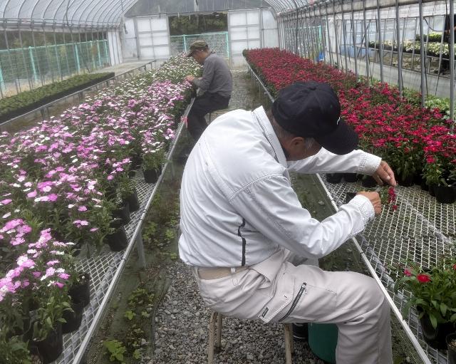 秋・冬の花苗の注文受付中です！